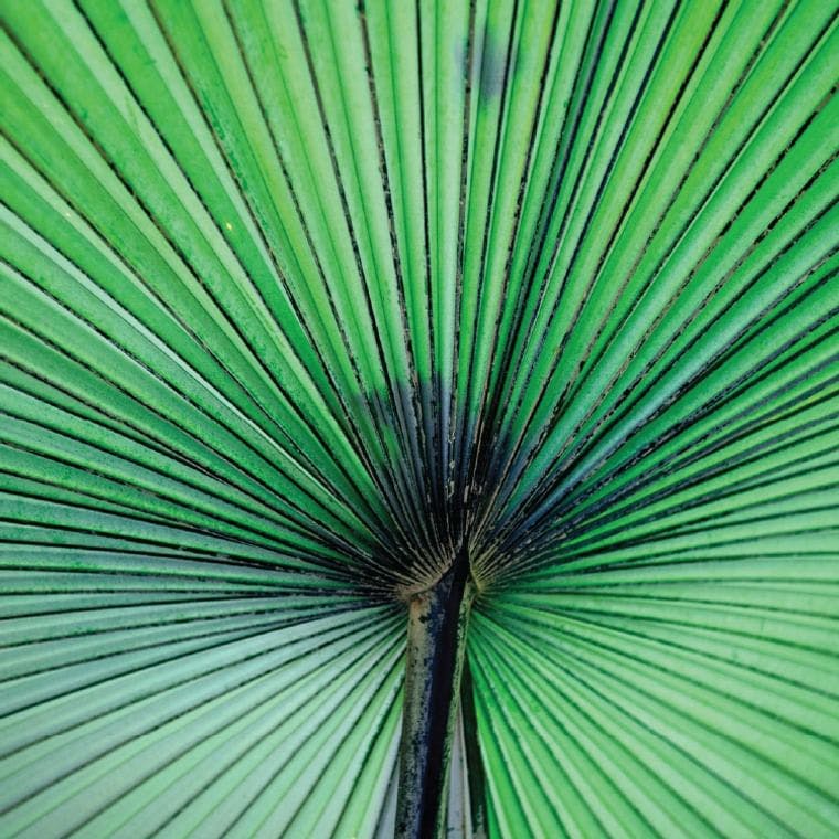 Blog green leaf pattern